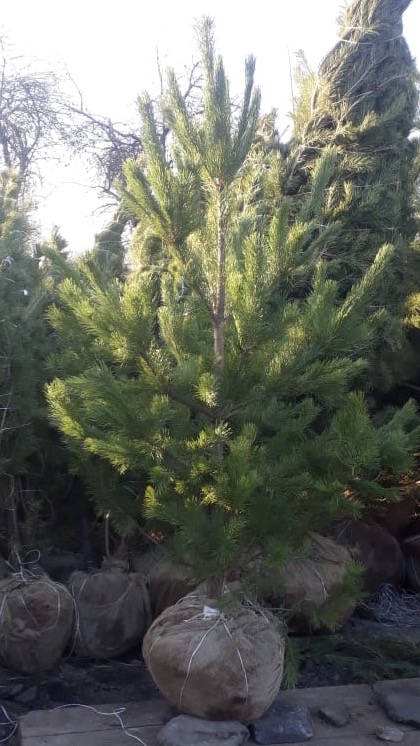 Купить сосну 2 - 2,5 м