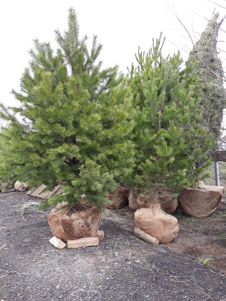 саженцы хвойниые растения