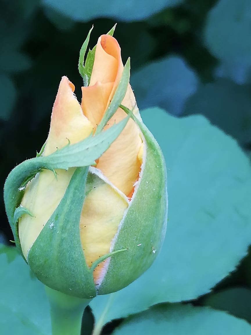 купить розы 5 лет пятилетка