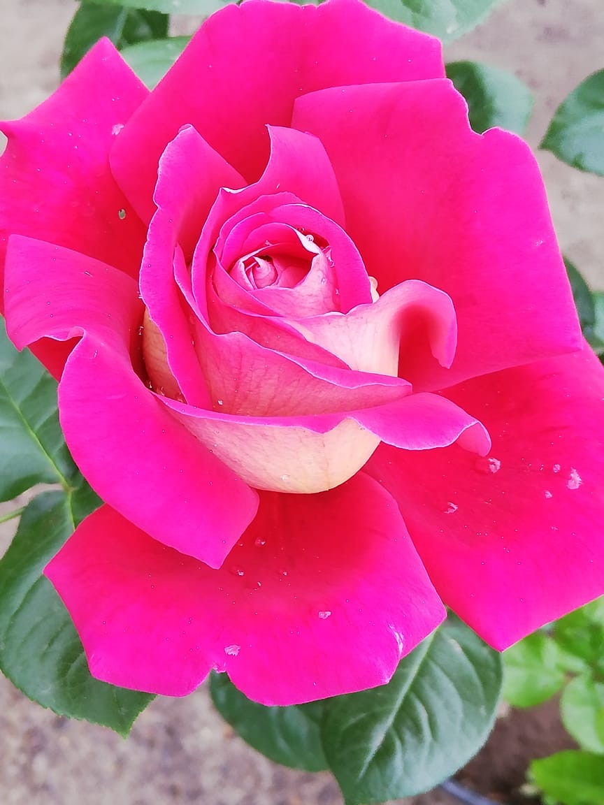 купить розы 5 лет пятилетка