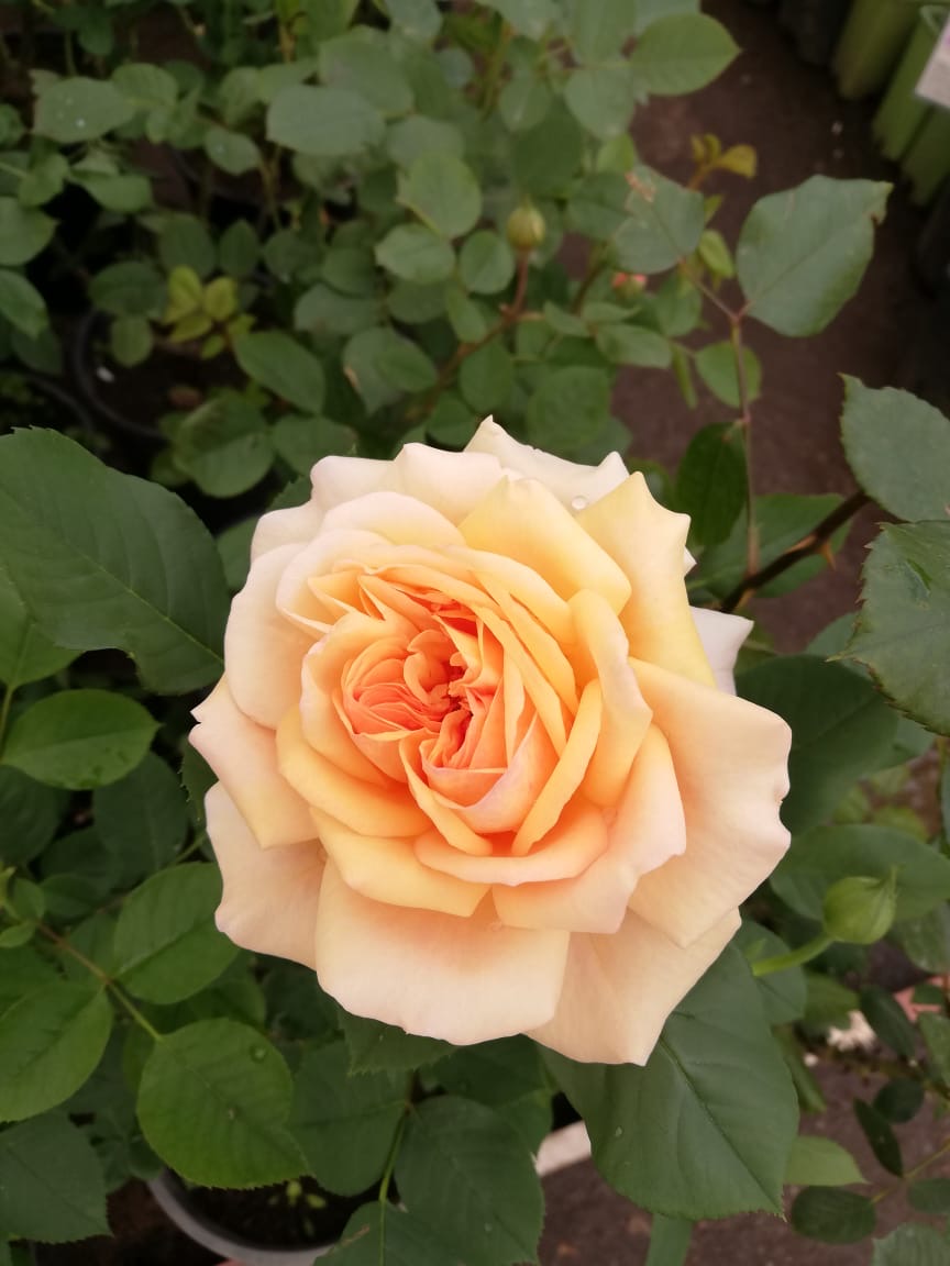 купить розы 5 лет пятилетка