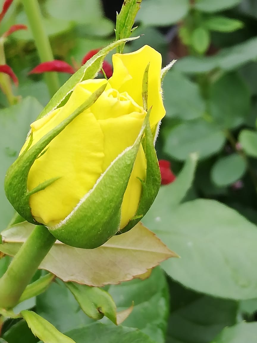 купить розы 5 лет пятилетка