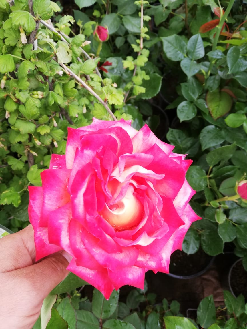 купить розы 5 лет пятилетка