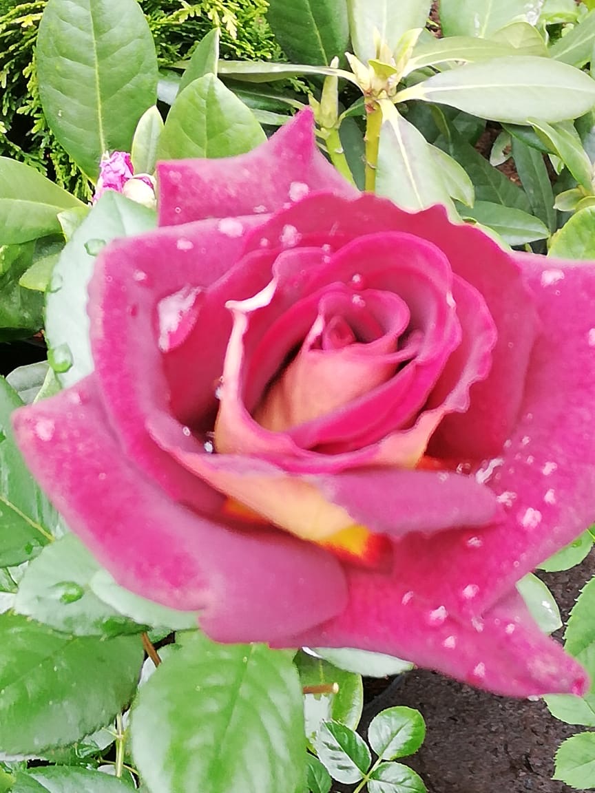 купить розы 5 лет пятилетка