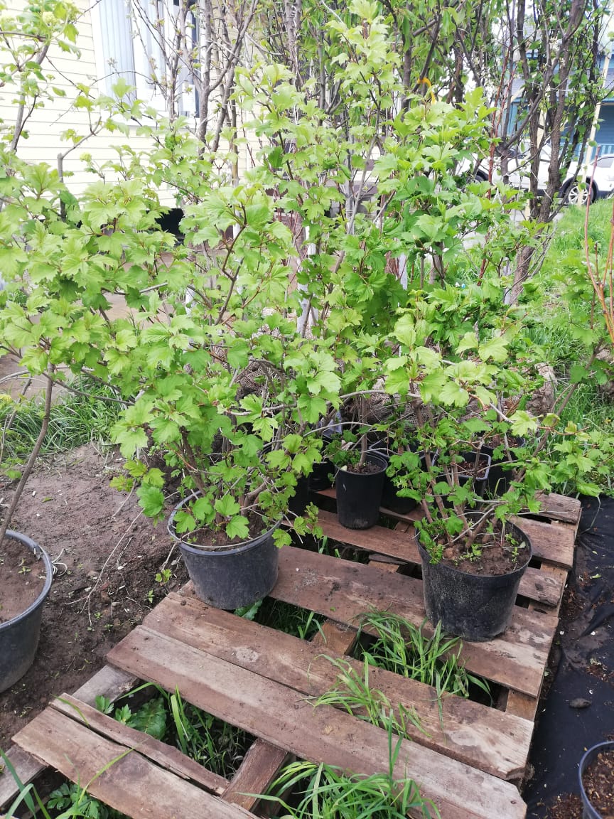 Саженцы калины как выглядят