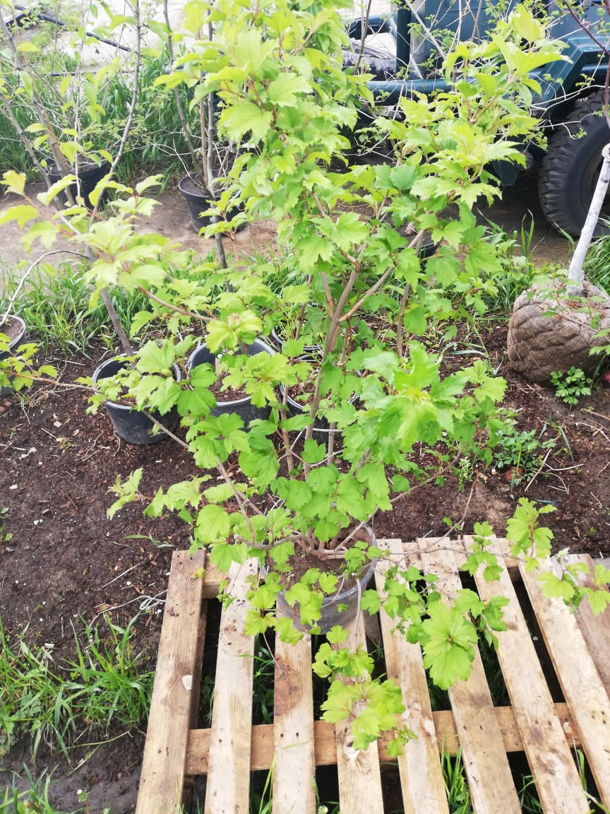 Саженцы калины как выглядят