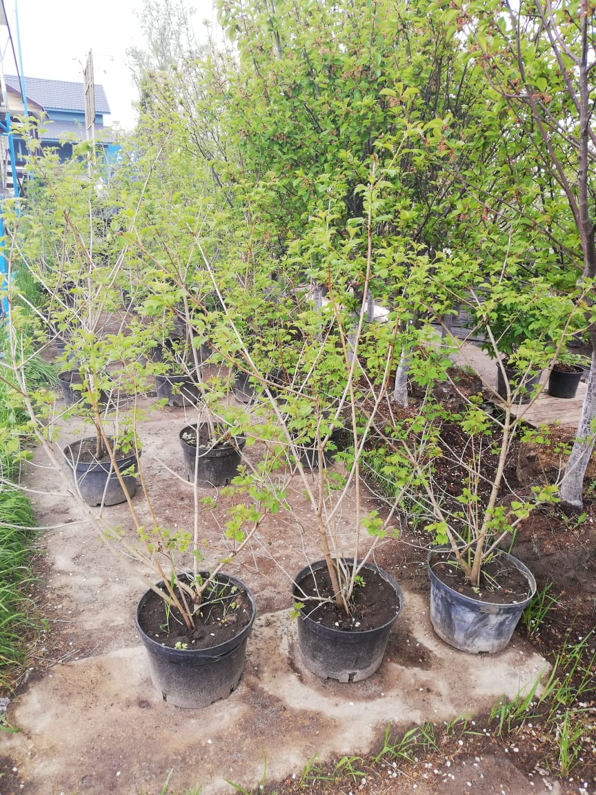 Саженцы калины как выглядят