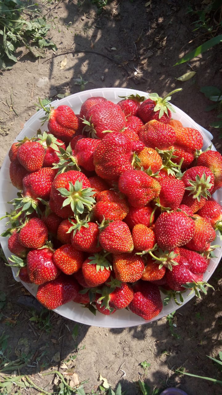 саженцы клубники