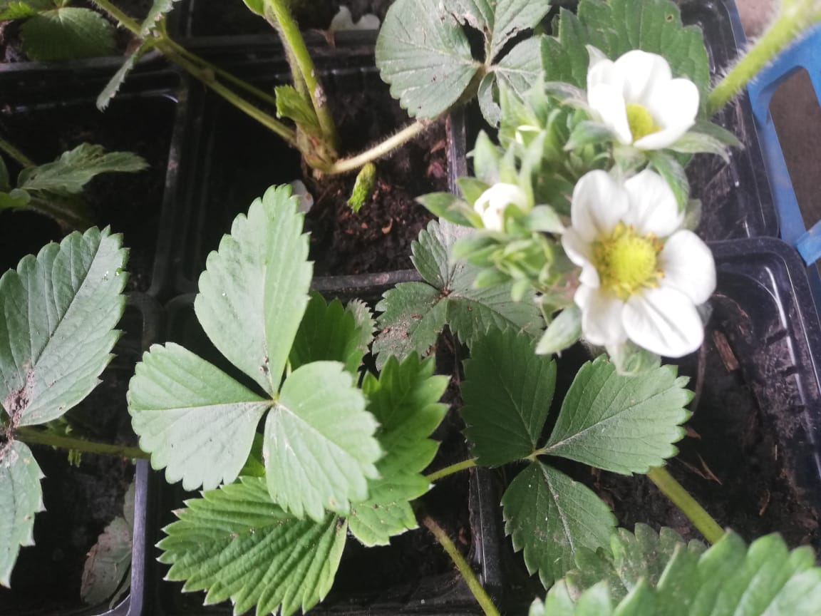 саженцы клубника