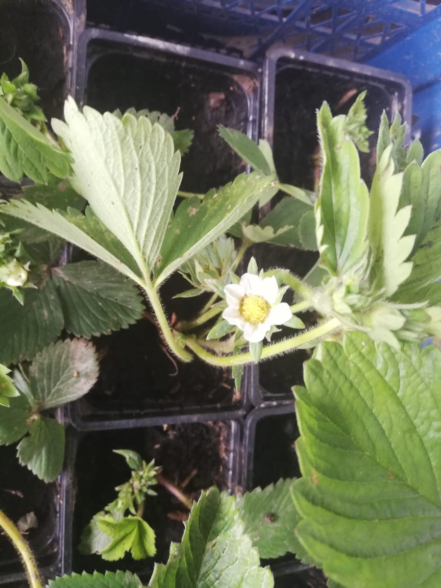 саженцы клубника