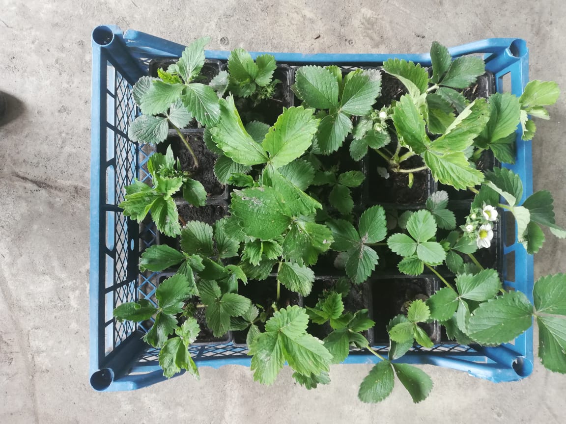 саженцы клубника