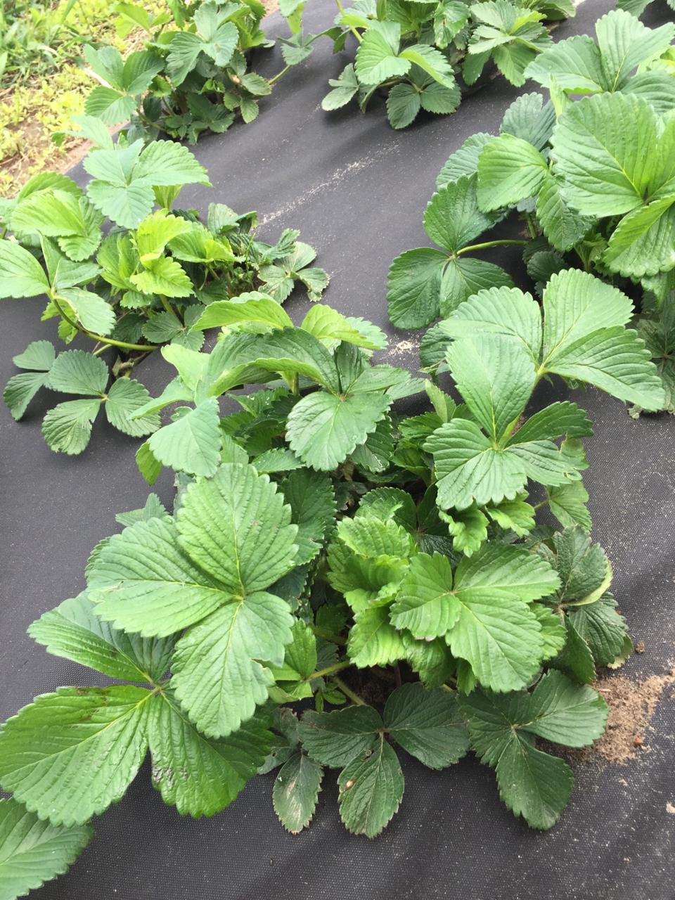 саженцы клубника