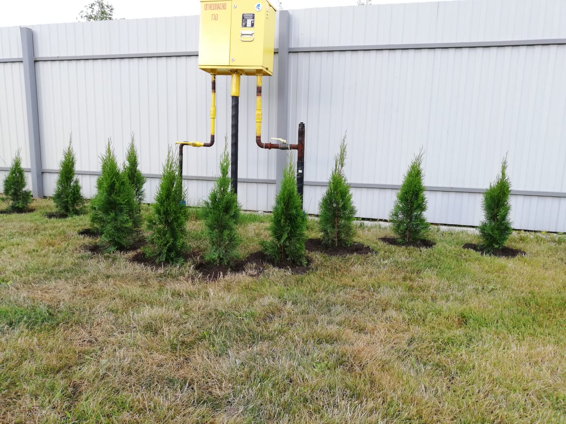 купить туя смарагд