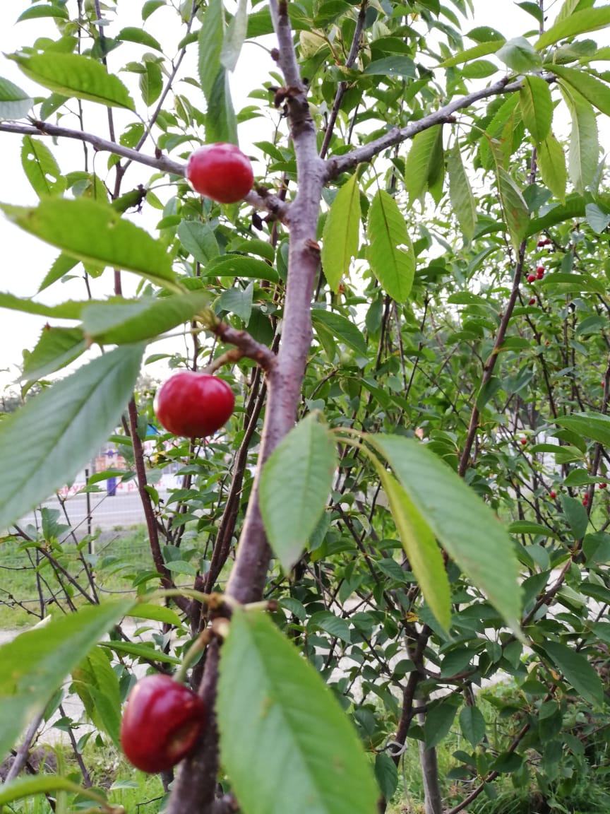 саженцы черешни 5 6 7 лет