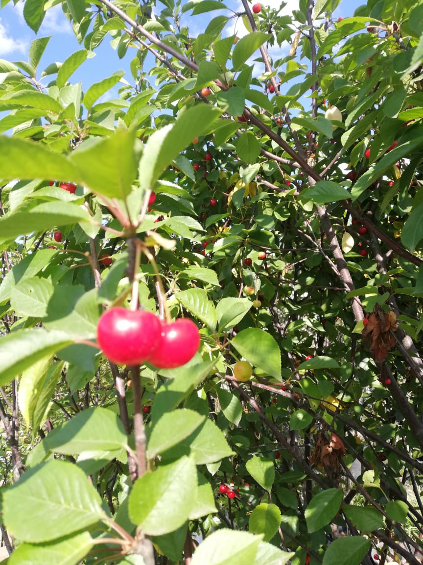 плодовые деревья крупномеры 
