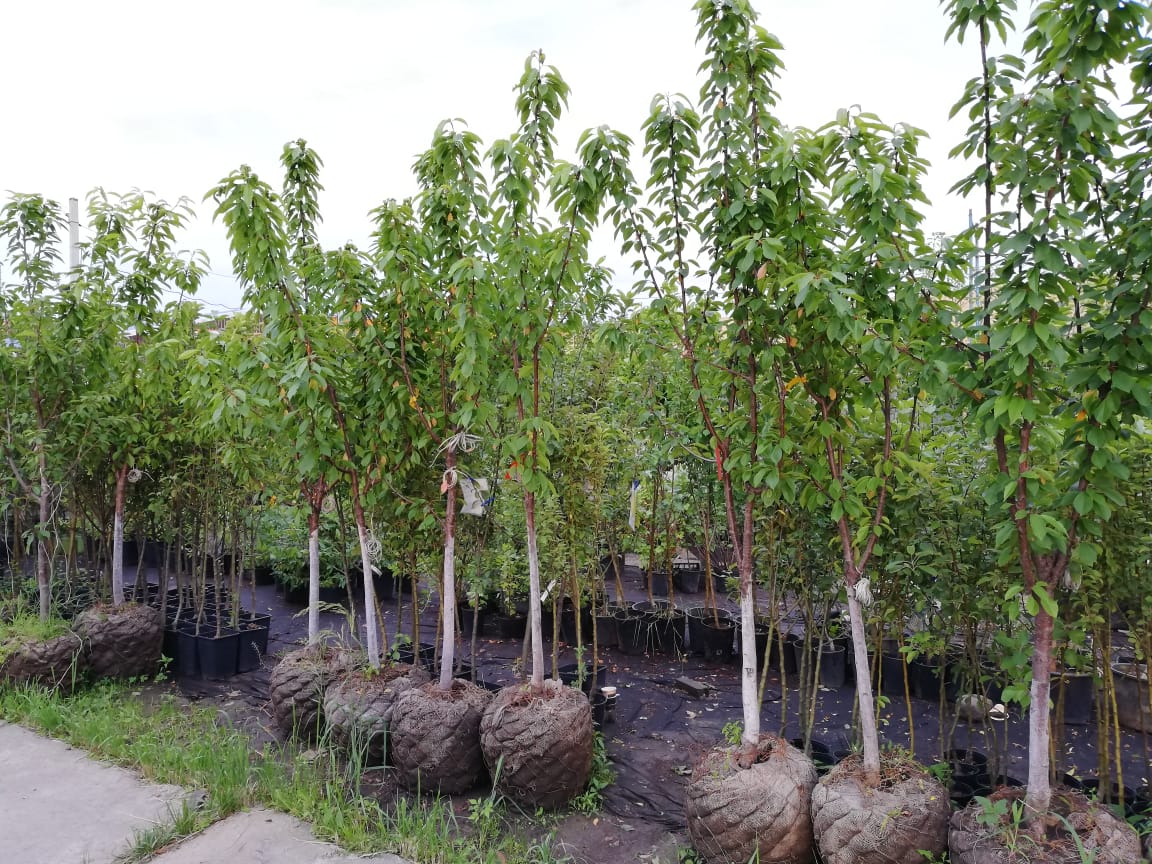 плодовые деревья крупномеры 
