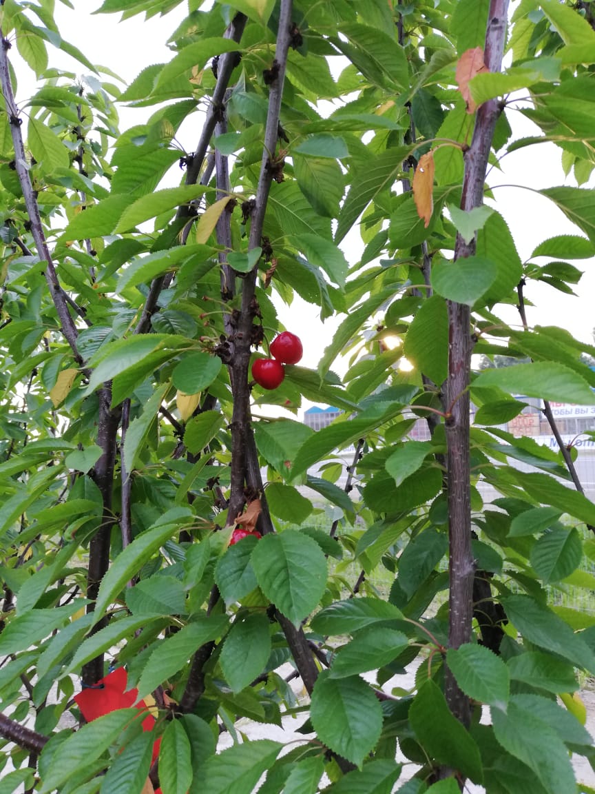 плодовые деревья крупномеры 