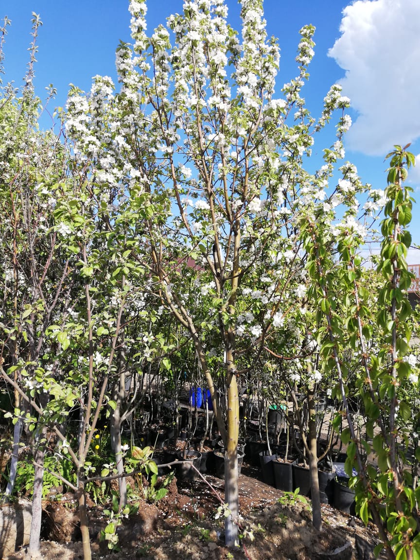 плодовые деревья крупномеры 