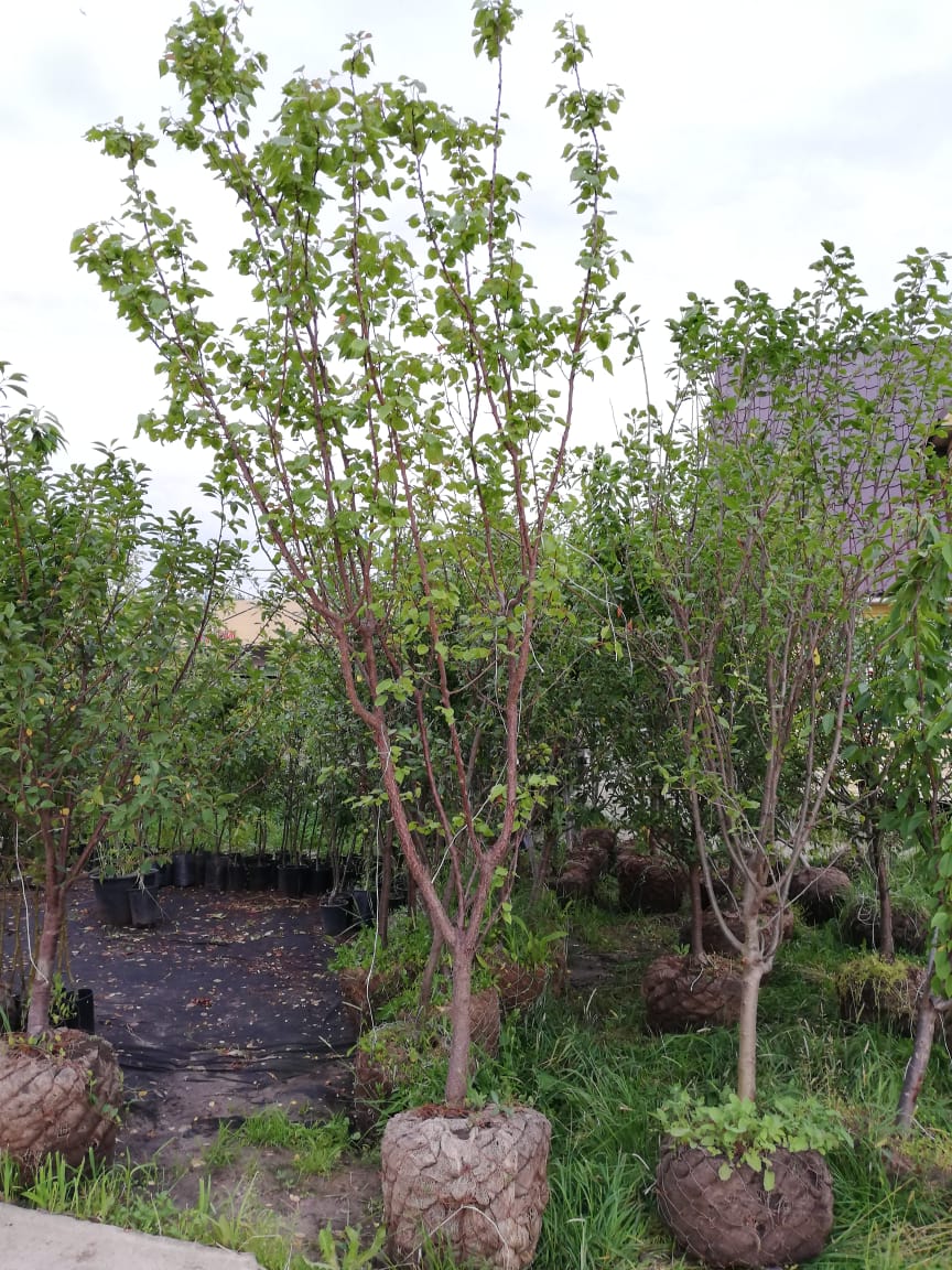 саженцы черешни 5 6 7 лет