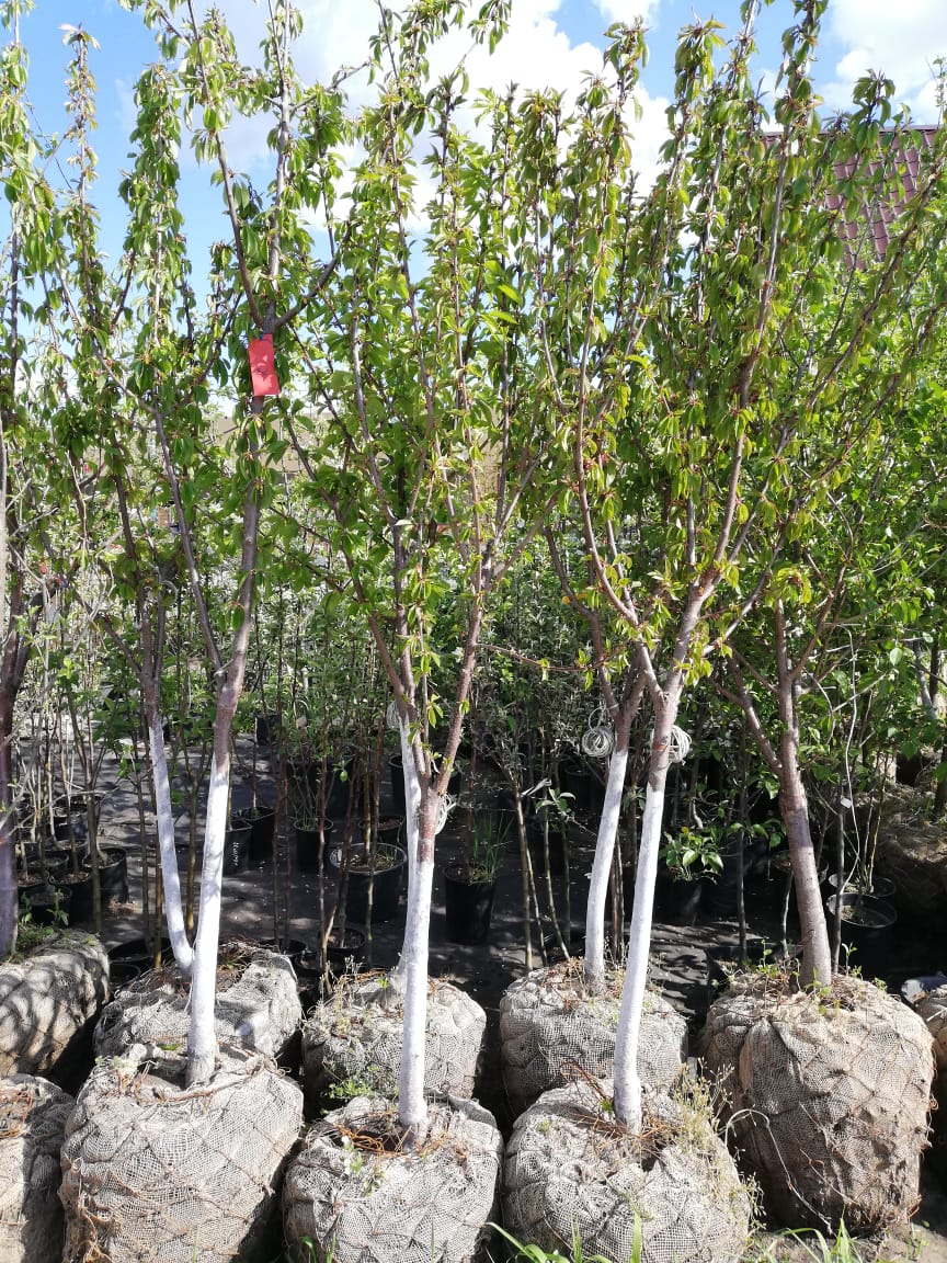 плодовые деревья крупномеры 