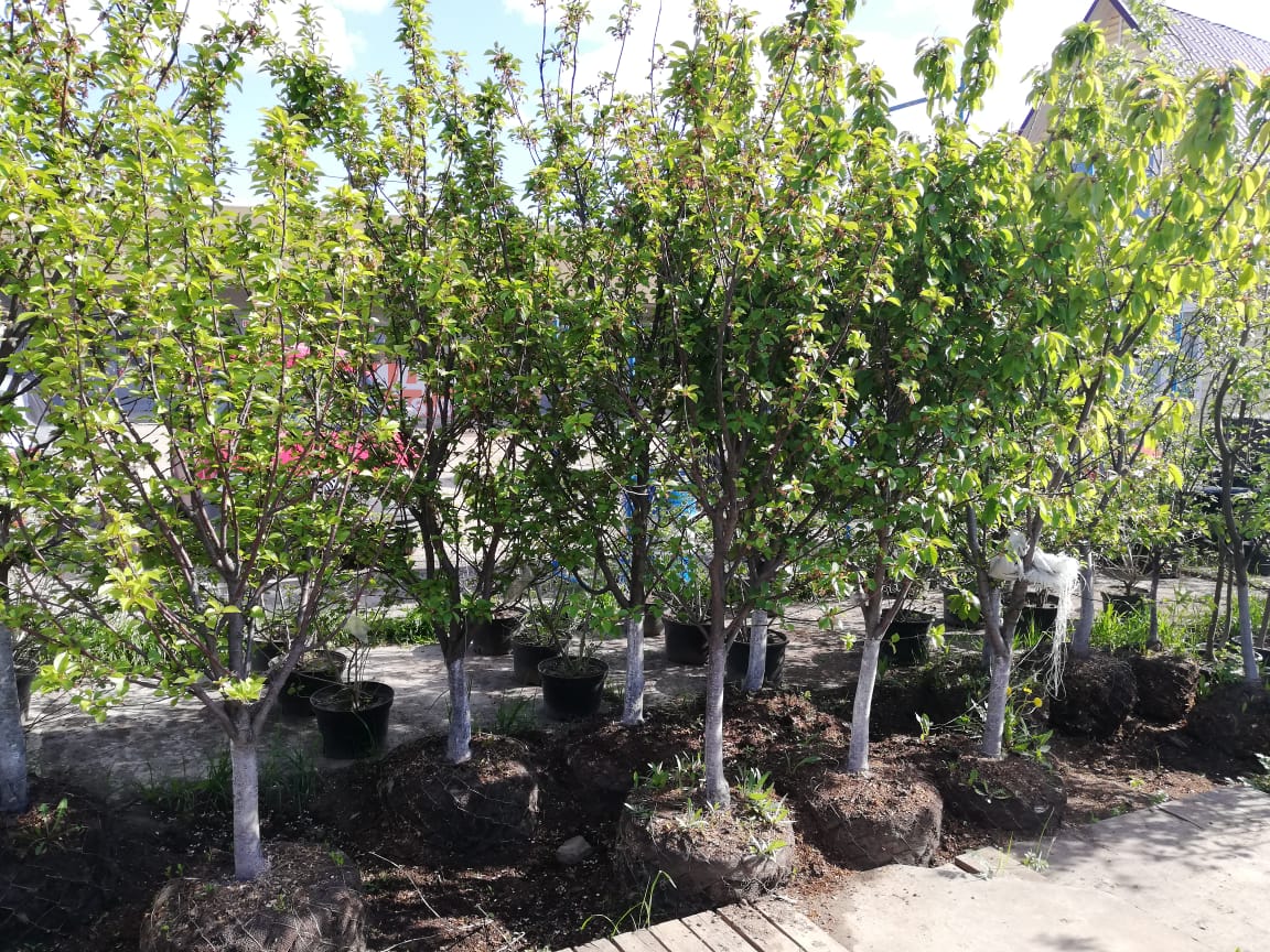 саженцы черешни 5 6 7 лет