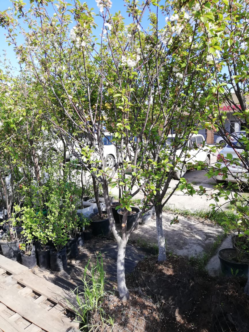 плодовые деревья крупномеры 