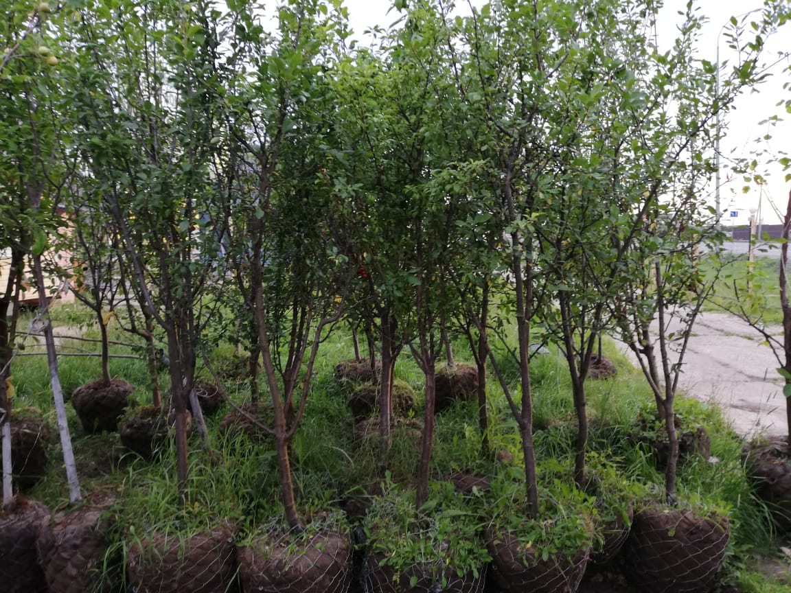 саженцы крупномеры в комах