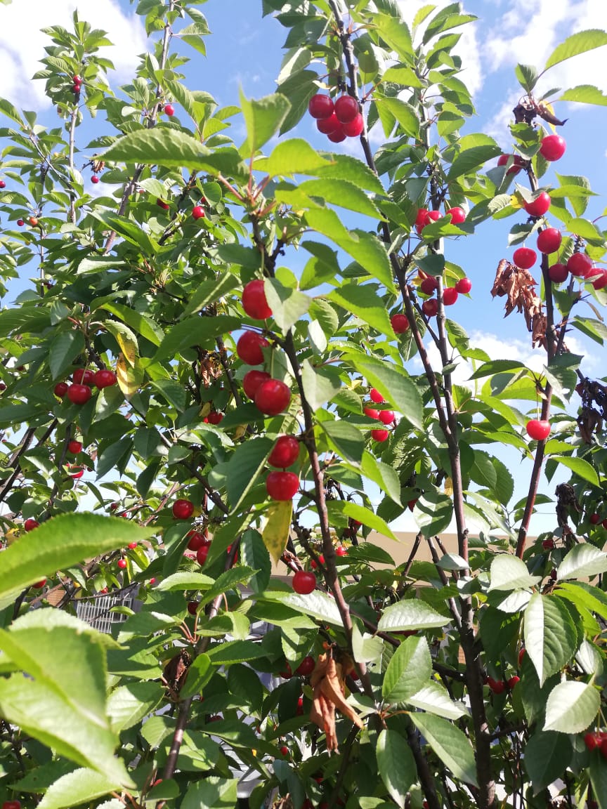 Питомник садовых растения Кольцово