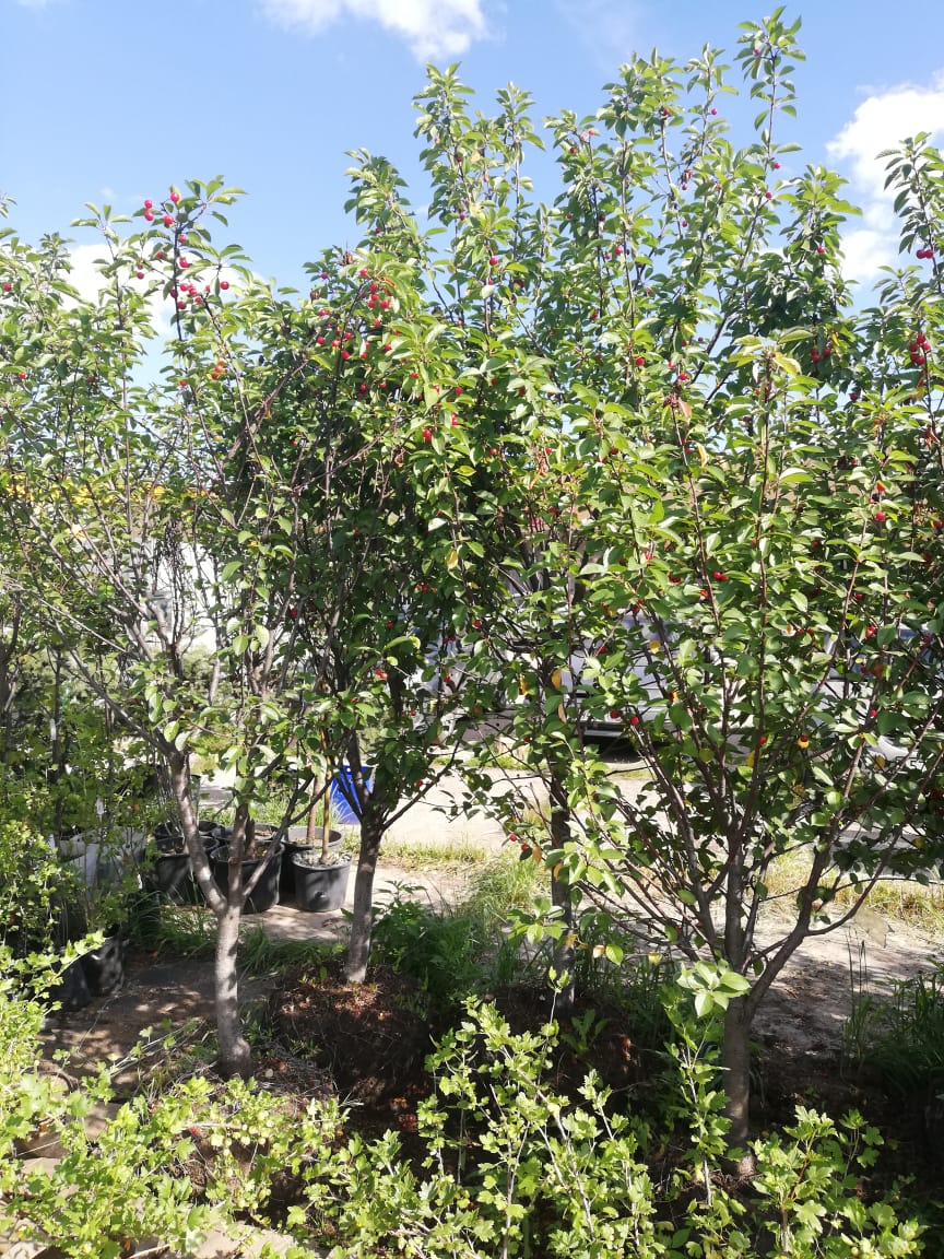 саженцы крупномеры в комах