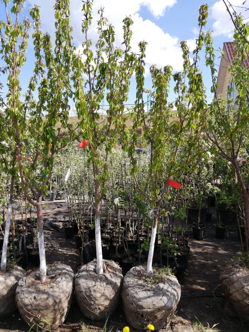 саженцы черешни 5 6 7 лет