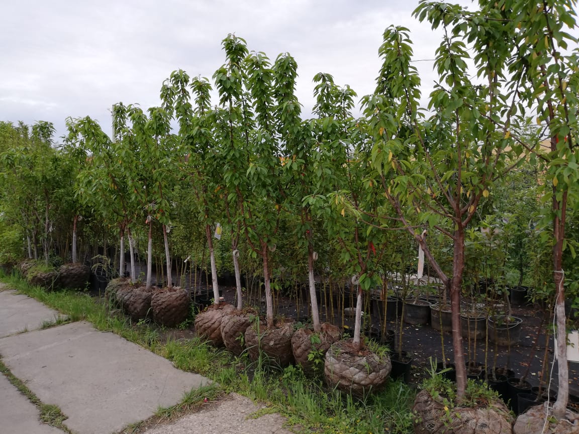 саженцы черешни 5 6 7 лет