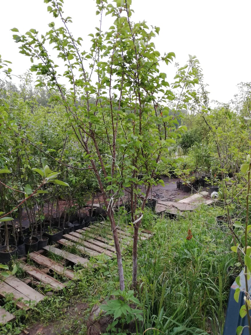 саженцы черешни 5 6 7 лет