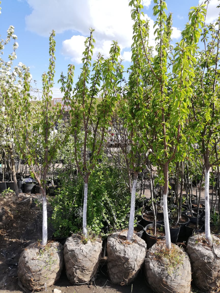 плодовые деревья крупномеры 