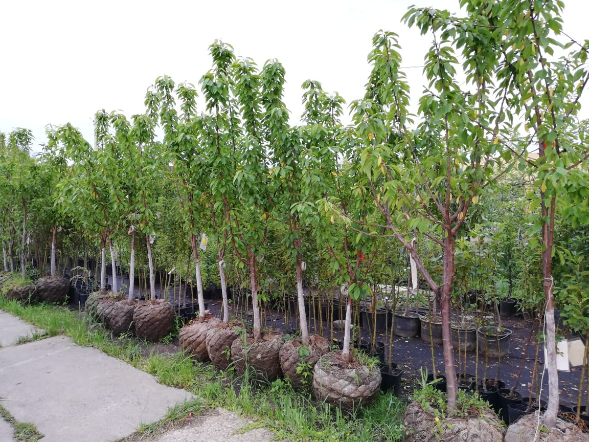 саженцы черешни 5 6 7 лет