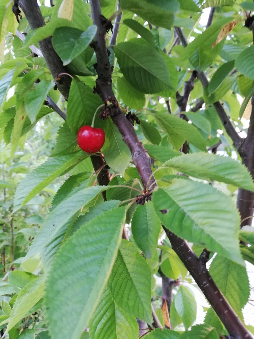 черешня крупномер