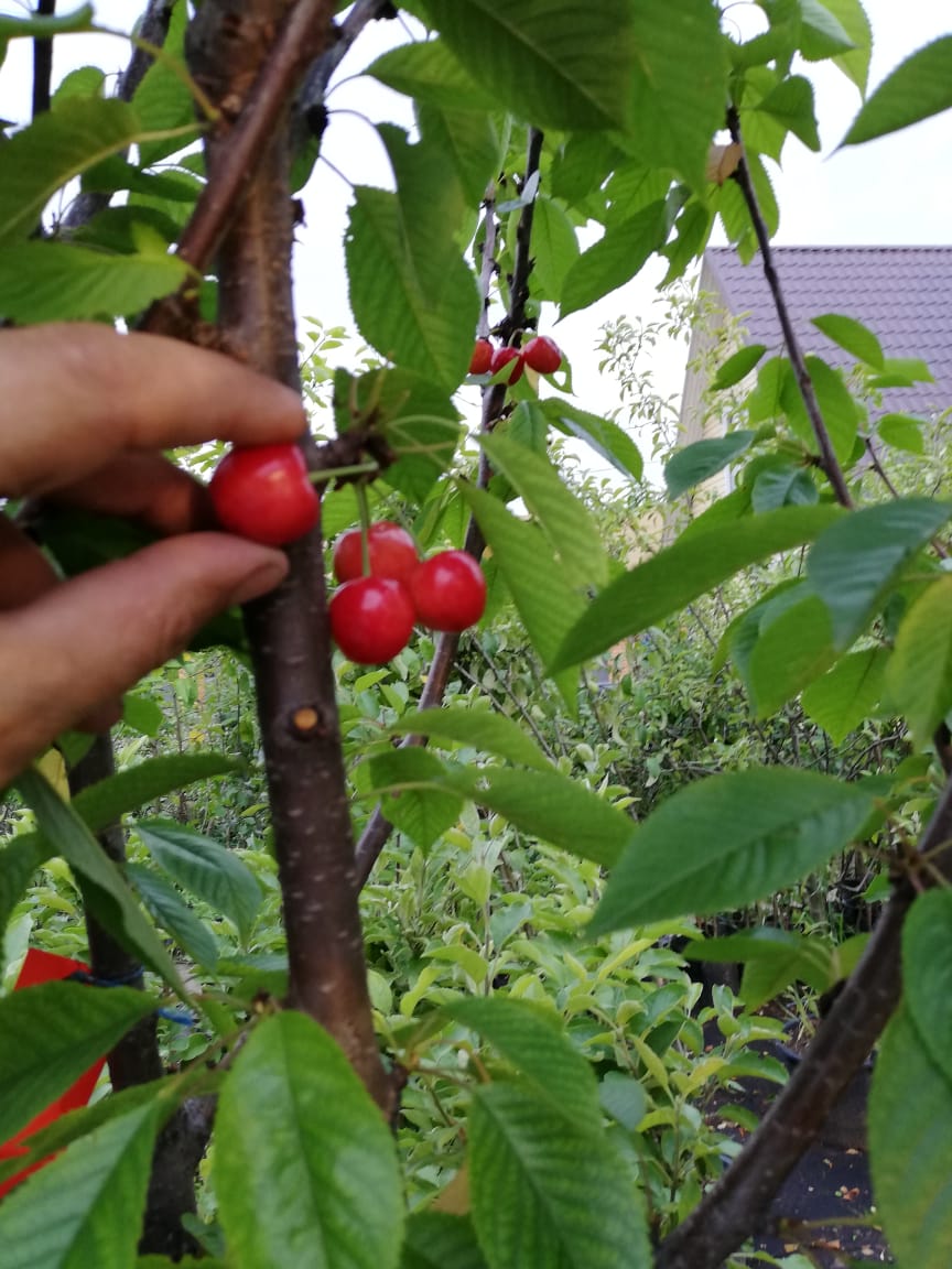 Саженцы черешни как выглядят