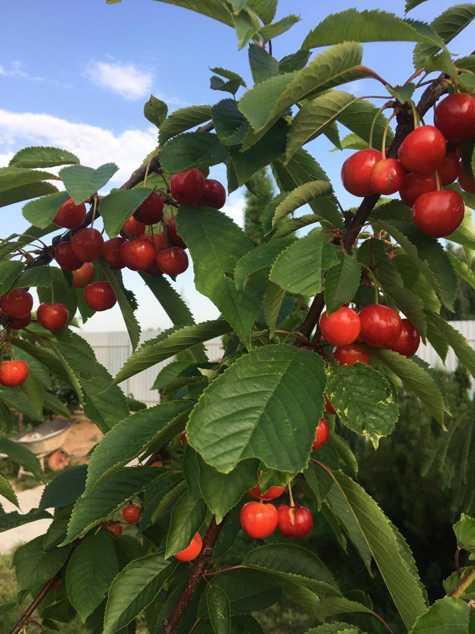 Саженцы черешни как выглядят
