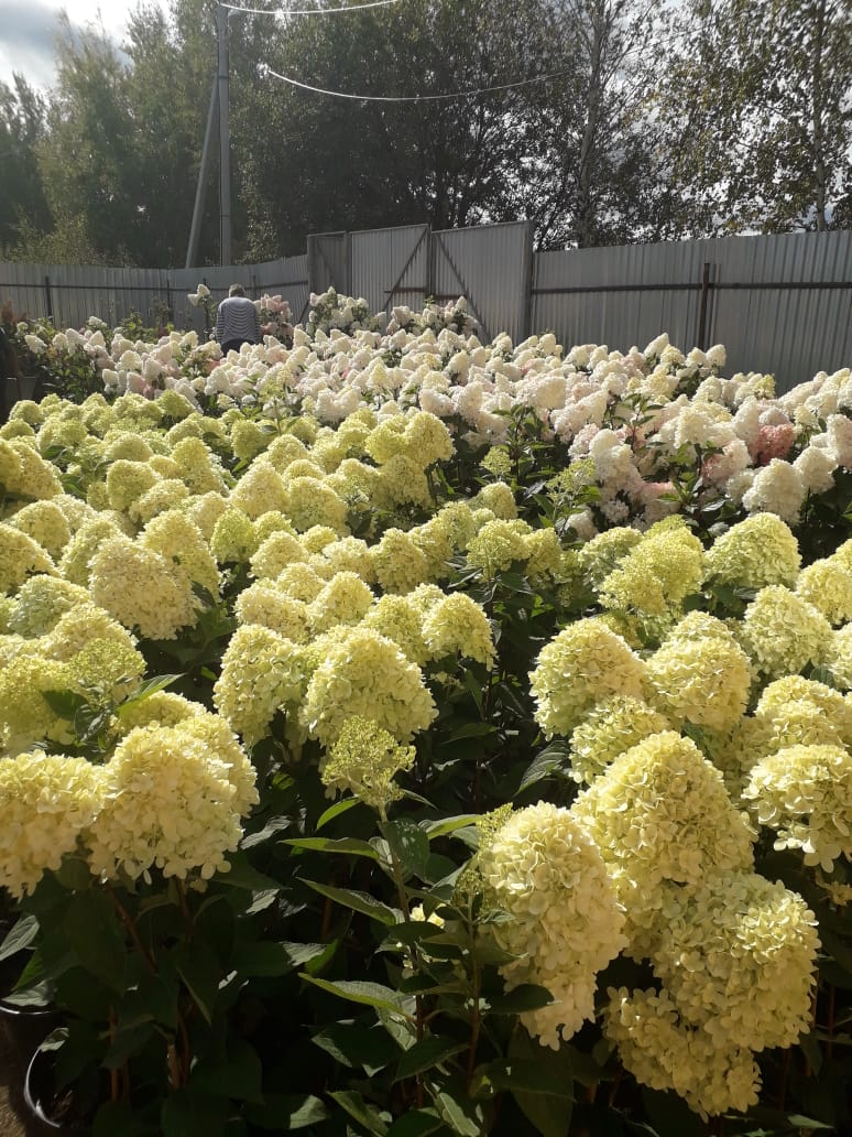 саженцы черешни 5 6 7 лет