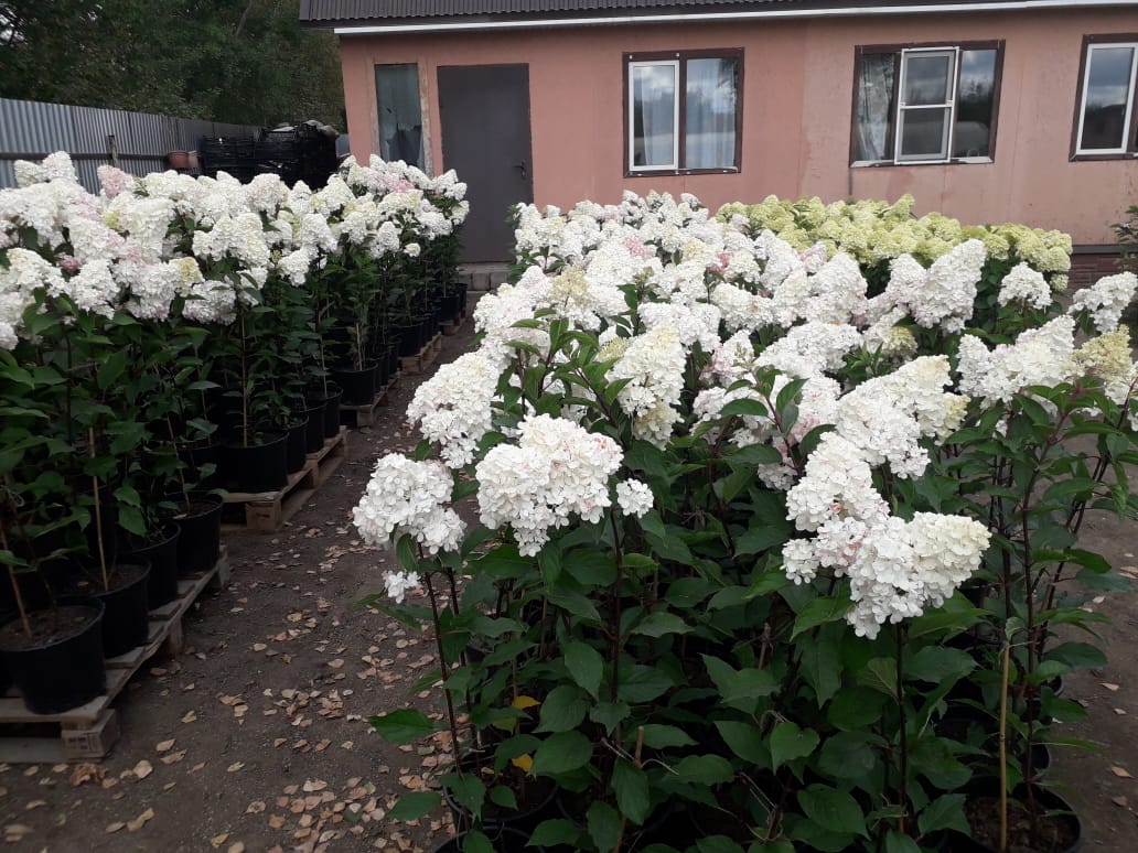 саженцы черешни 5 6 7 лет