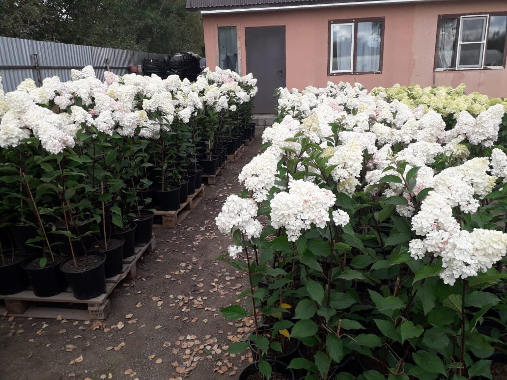 саженцы черешни 5 6 7 лет