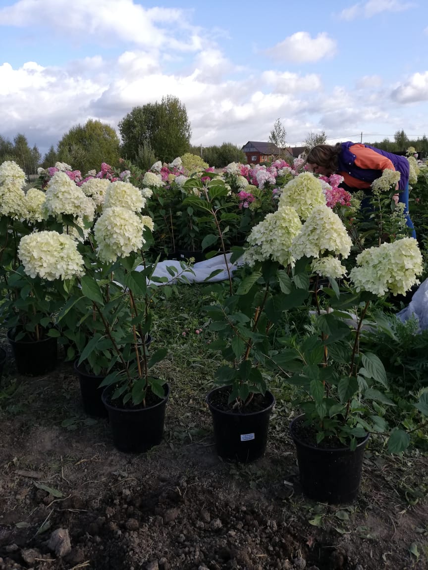 саженцы черешни 5 6 7 лет