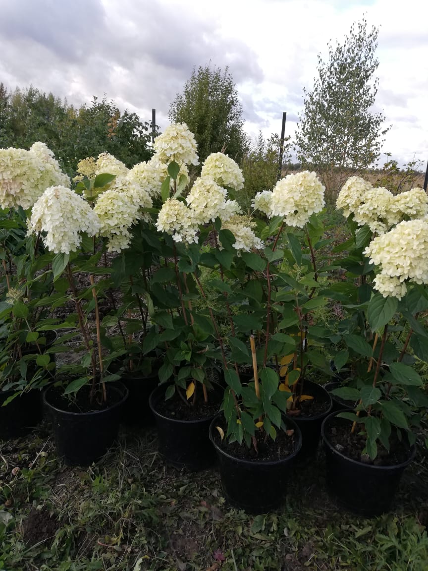 саженцы черешни 5 6 7 лет