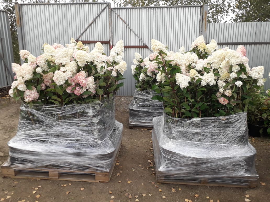 саженцы черешни 5 6 7 лет