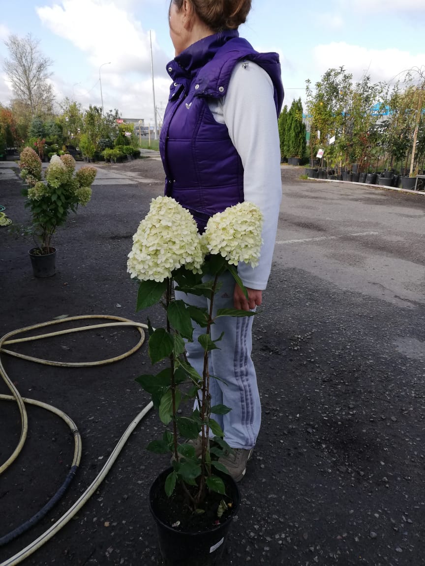 саженцы черешни 5 6 7 лет