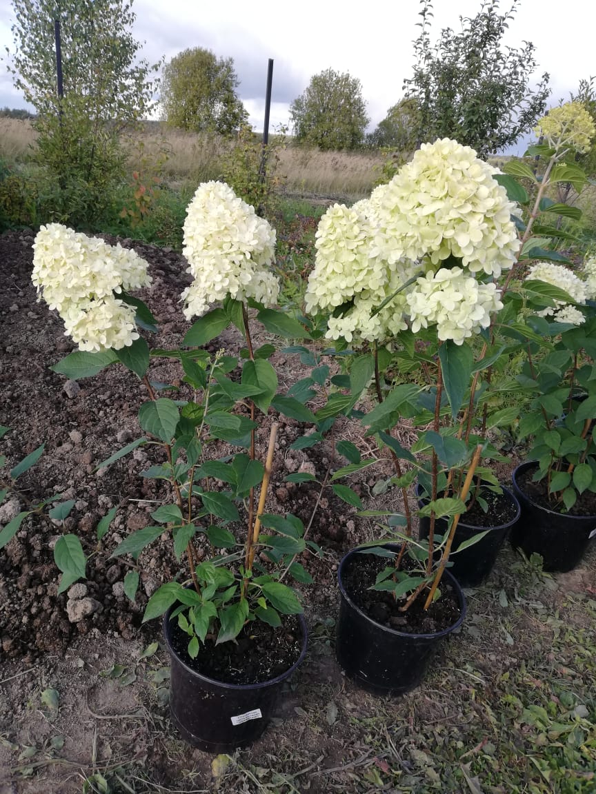 саженцы черешни 5 6 7 лет