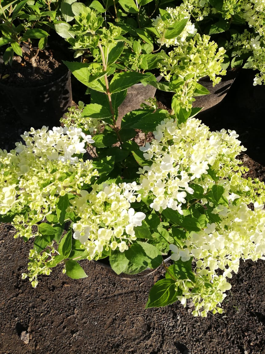 саженцы черешни 5 6 7 лет