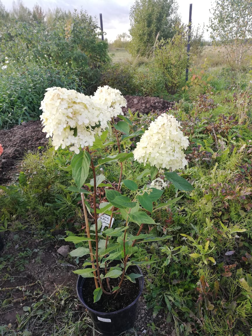 саженцы черешни 5 6 7 лет