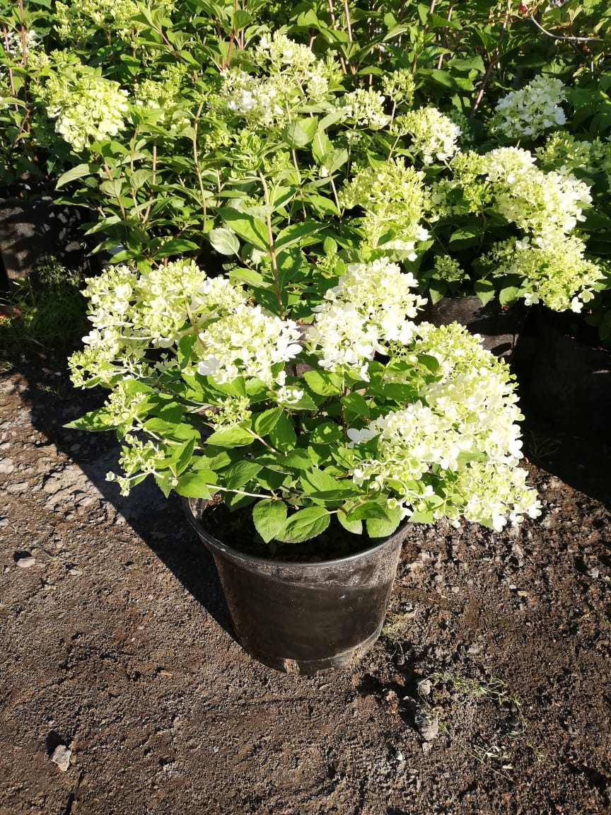 клубника ханой