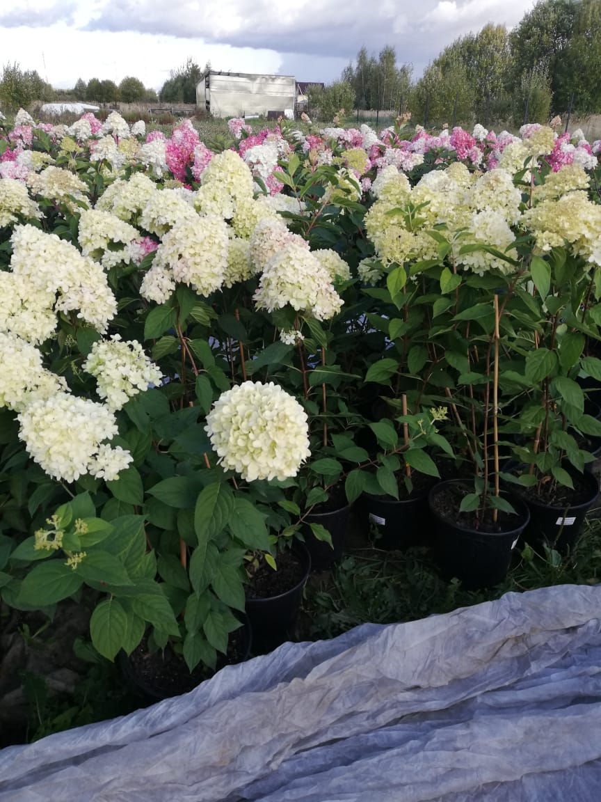 саженцы черешни 5 6 7 лет