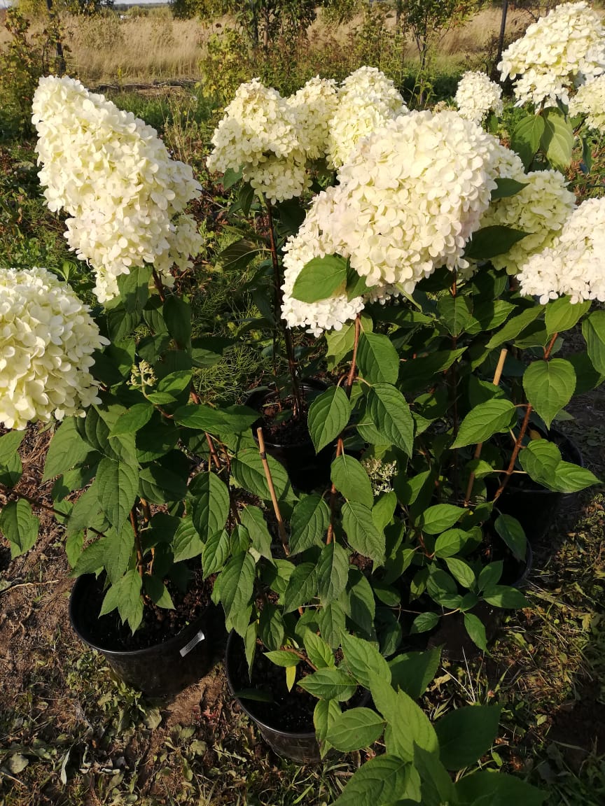 саженцы черешни 5 6 7 лет